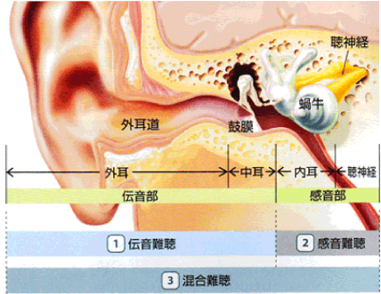 聞こえの仕組み